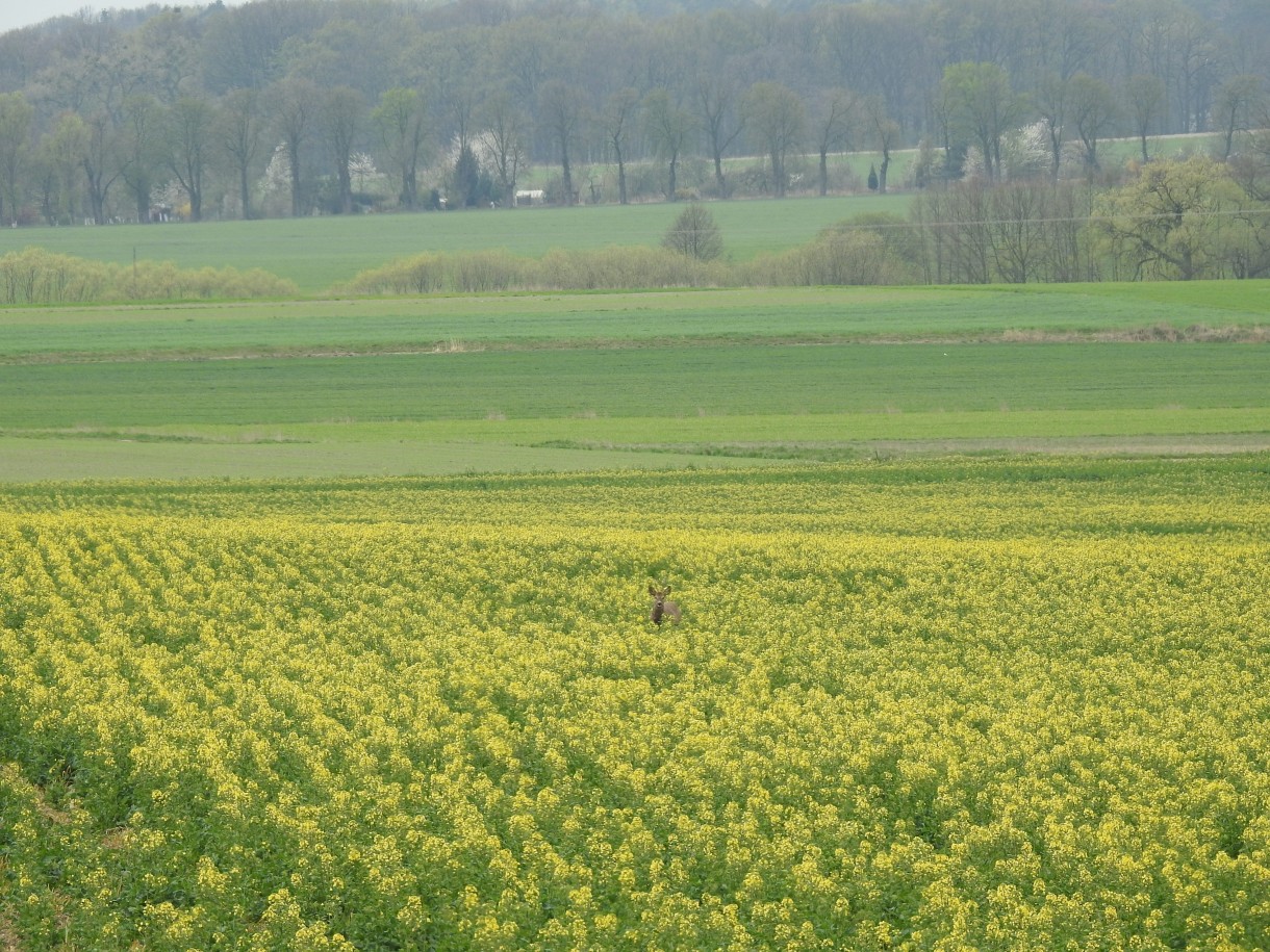 Leśne klimaty, " DZIKIE SERCE  "