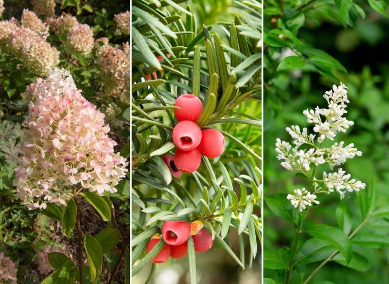 Hortensja bukietowa, cis i ligustr pospolity mogą rosnąć w cieniu.