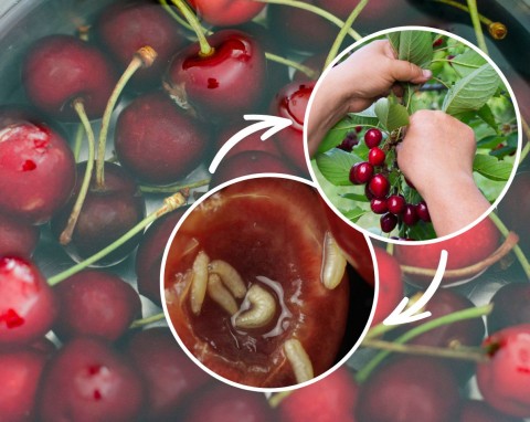 Jak usunąć robaki z czereśni i czy takie owoce można jeść. Uprawa czereśni bez robaków