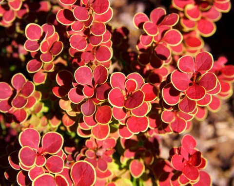 Ogrodnicy polecają między sobą te odmiany berberysów. Nie mają dużych wymagań i są bardzo efektowne