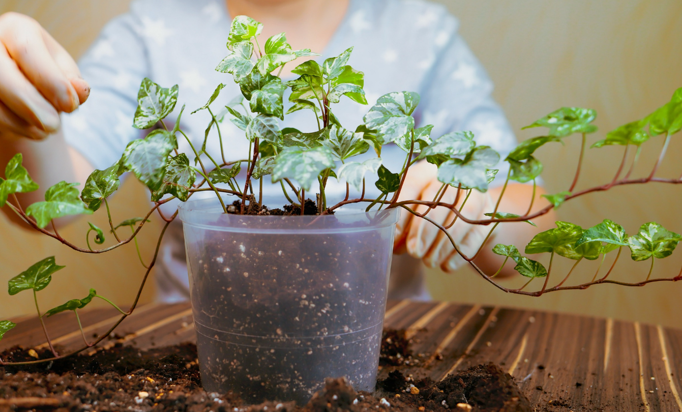 przesadzanie bluszcza