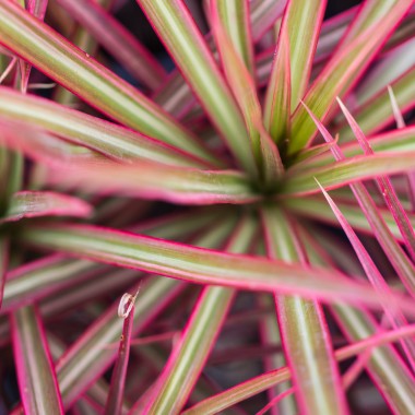 Dracena (Dracaena marginata tricolor)
Fot. 123.RF