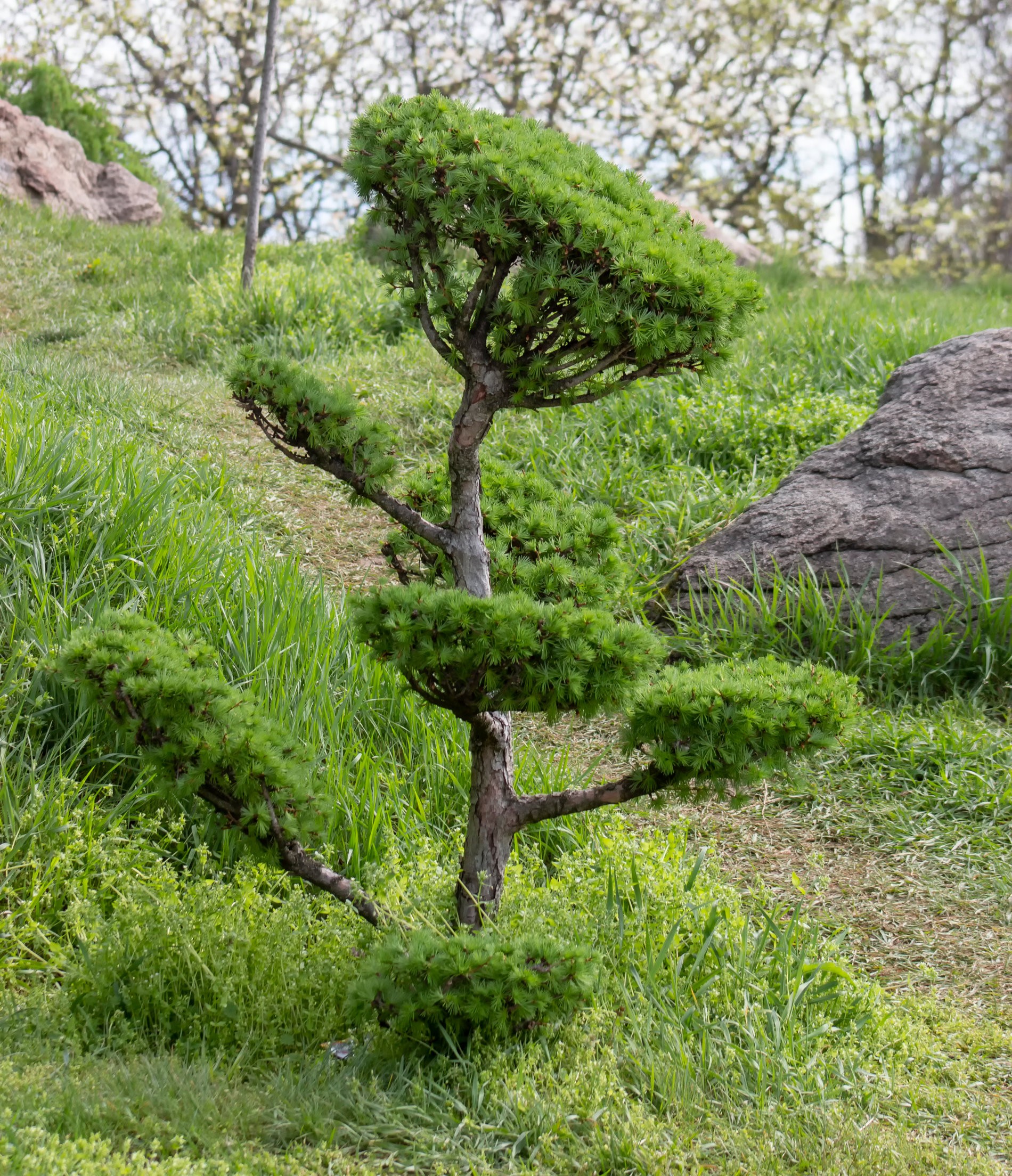 modrzew bonsai