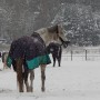 Leśne klimaty, OTULĘ CIĘ  :)