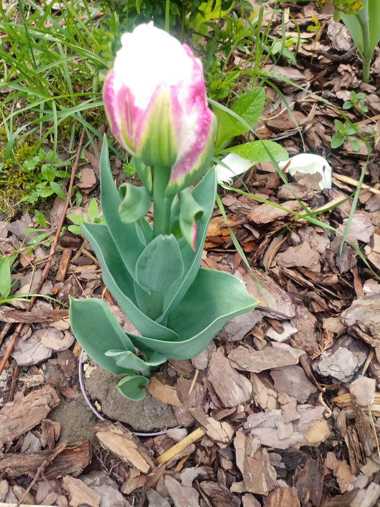 Rośliny, Majowe kwiatki - Tulipan lodowy