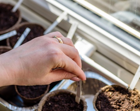 Naturalny wywar do zaprawiania nasion. Wszystkie siewki będą zdrowe
