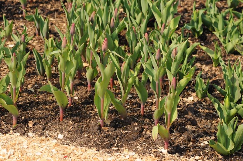 Jak przygotować tulipany do kwitnienia? 