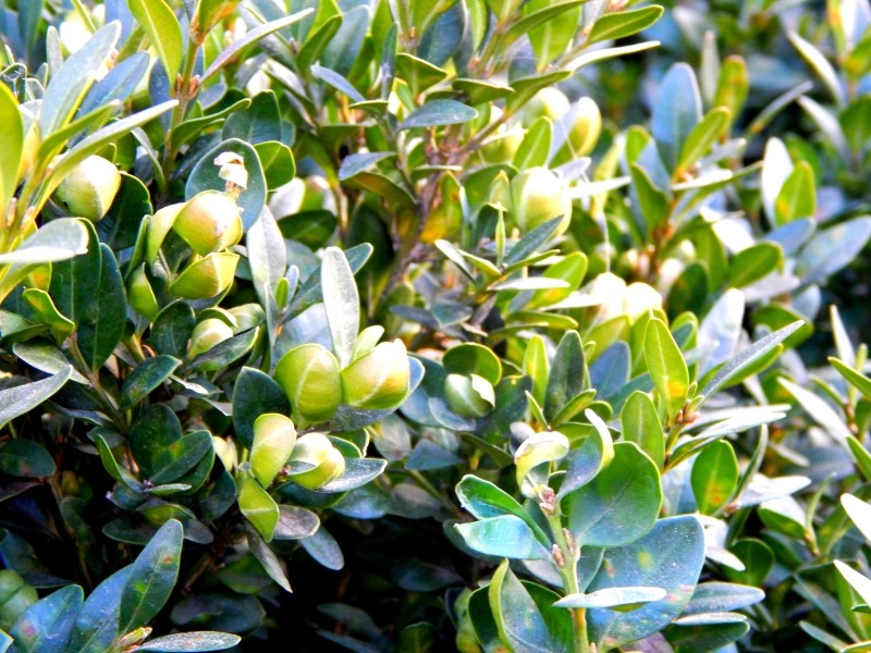 jak zwalczyć miodówkę bukszpanową