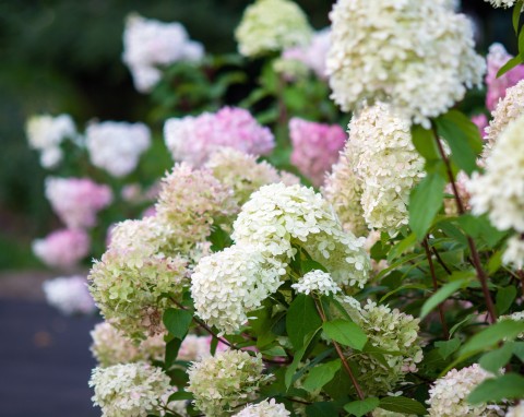 Co sadzić z hortensjami bukietowymi? Takie sąsiedztwo na rabacie jest najlepsze