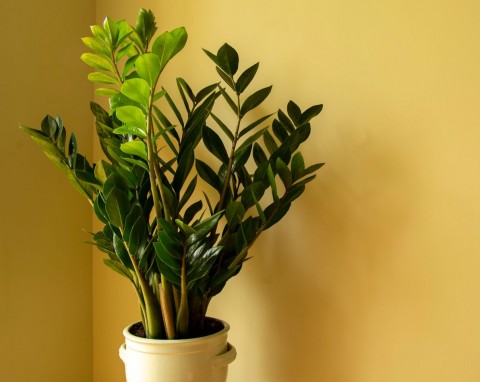 Najczęstsze błędy przy pielęgnacji zamiokulkasa. Nie wszyscy wiedzą, co lubi ta roślina