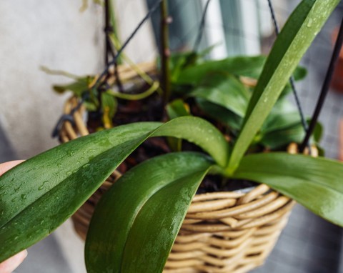 Japoński rytuał, który pobudza zmęczone storczyki. Zielenią się i przygotowują do kwitnienia