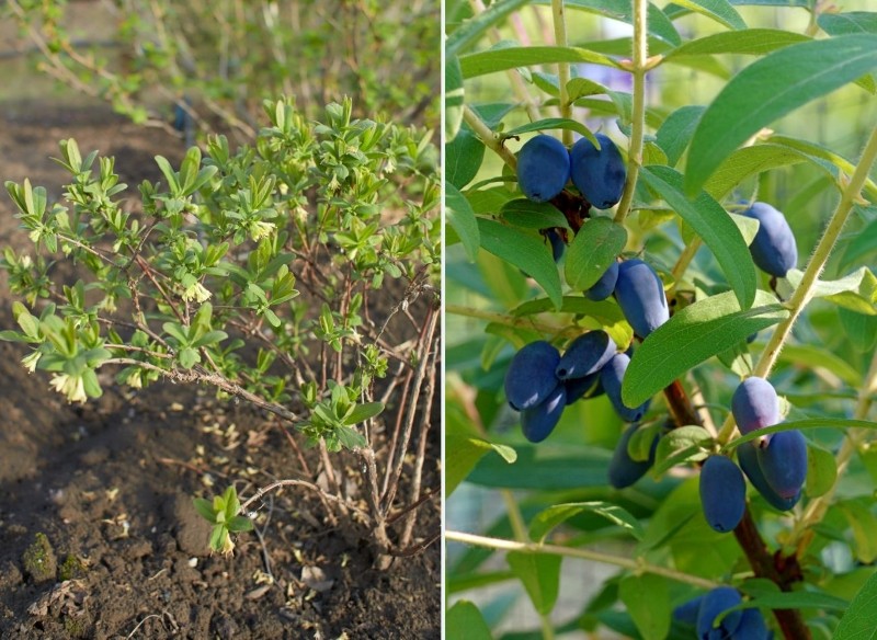 sadzenie jagody kamczackiej jesienią