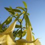 Pozostałe, Pażdziernikowa galeria z robótkami ........... - .............datura................