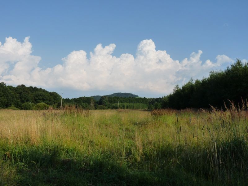 Rośliny, Pod Kopą Biskupią