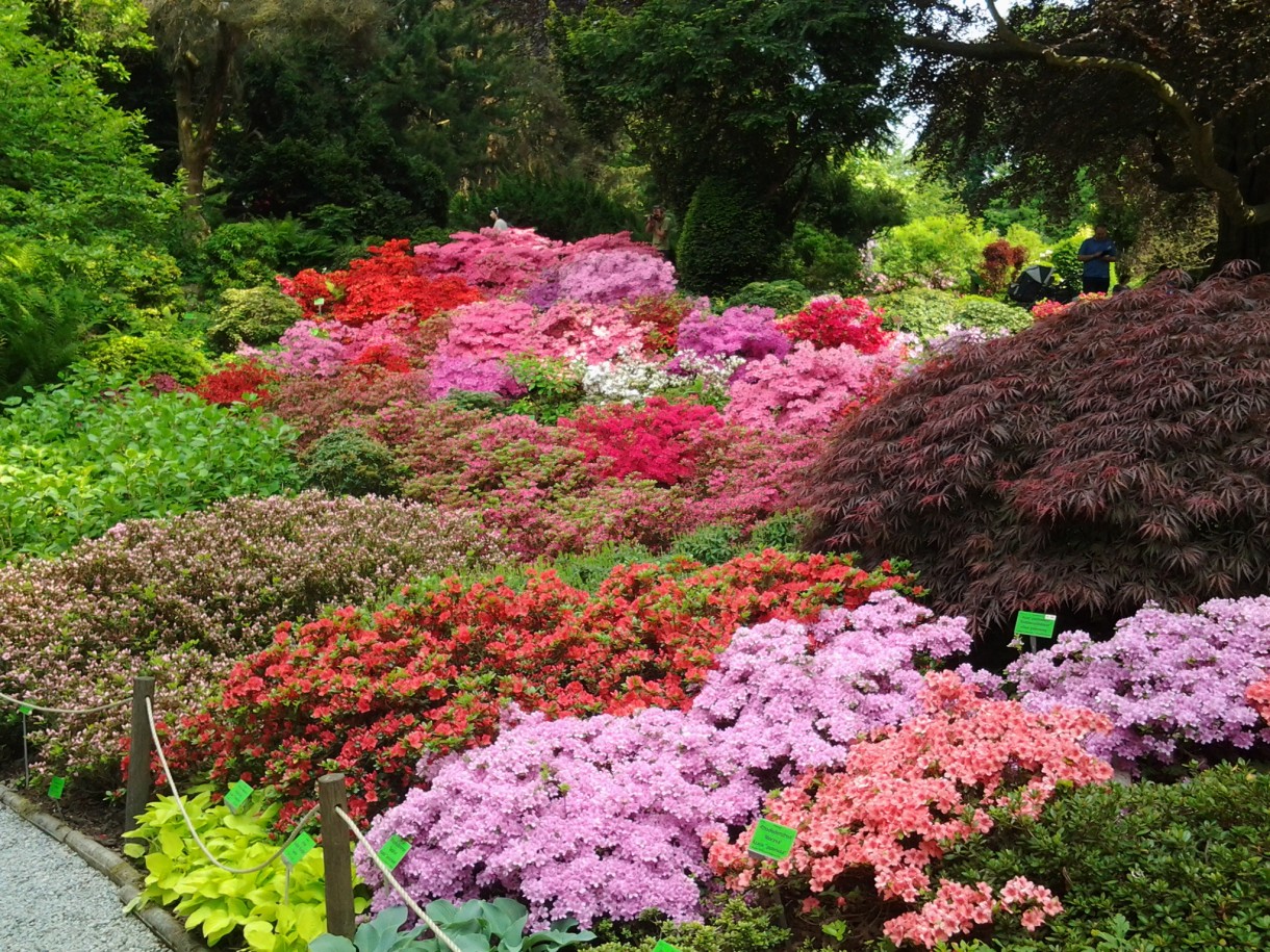 Pozostałe, Zakwitly rozaneczniki i azalie w arboretum