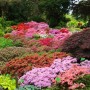 Pozostałe, Zakwitly rozaneczniki i azalie w arboretum