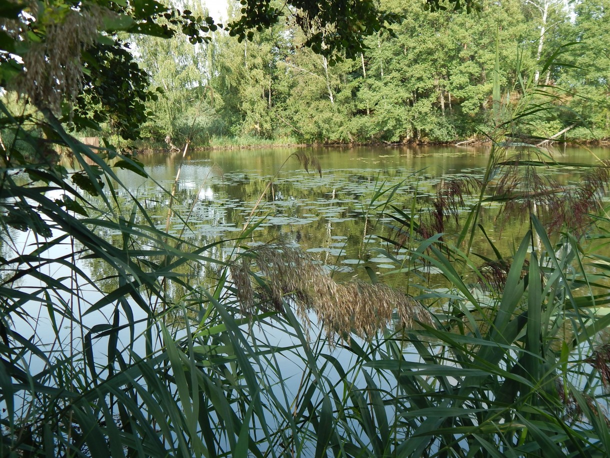 Leśne klimaty, ZWYKŁE I NIEZWYKŁE