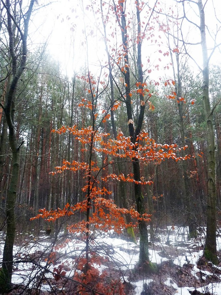 Rośliny, Odwilż