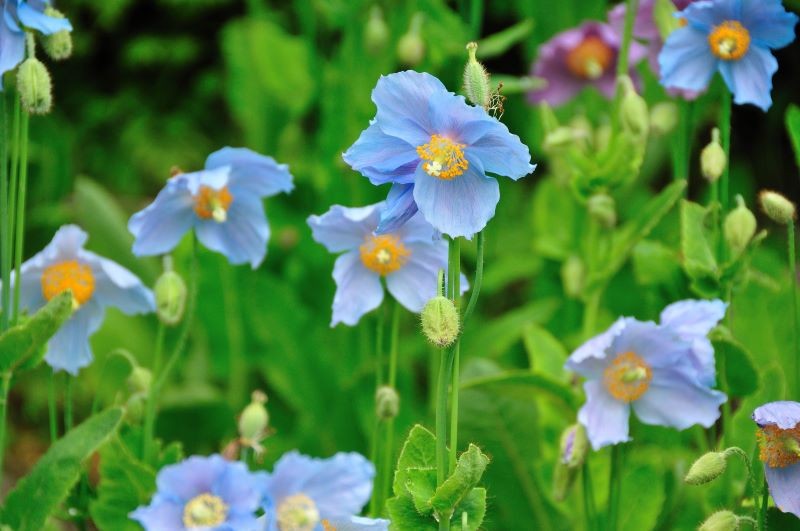 Mekonopsy w kwaśnej ziemi mają mocniej wybarwione kwiaty.