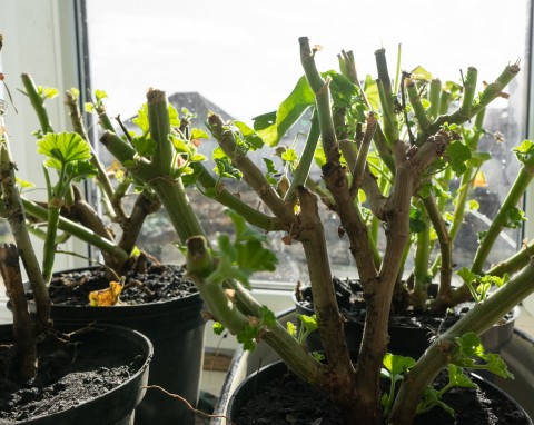 Dobra odżywka na wybudzanie pelargonii. Podlewaj regularnie, a szybciutko wypuszczą nowe listki