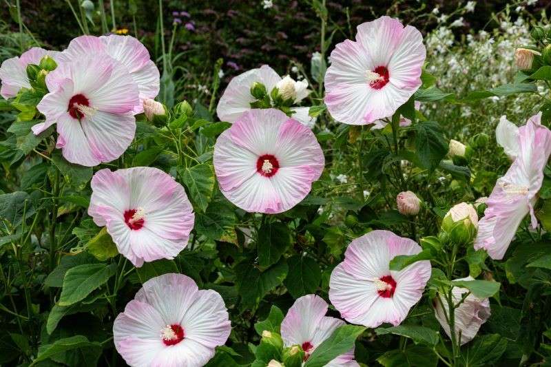 Hibiskus bagienny, podobnie jak ketmia syryjska, przed zimą potrzebuje okrycia.