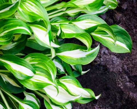 Funkia falista (Hosta undulata)