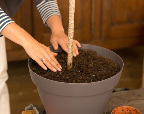 Bigos do kwiatów. Z czego zrobić dobre podłoże do roślin doniczkowych?