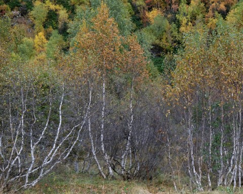 Brzoza niska (Betula humilis)