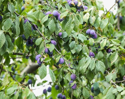 Tych drzew i krzewów nie sadź obok siebie. Mają na siebie zły wpływ, hamują wzrost