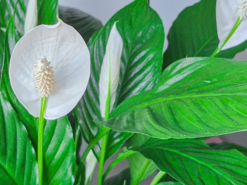 Skrzydłokwiat dzięki nawożeniu zaczyna kwitnąć zimą.