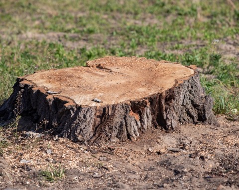 Czym posypać pień drzewa, żeby szybko zgnił? Porównujemy 3 naturalne metody