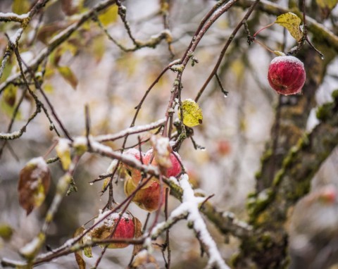 Co musisz zrobić w ogrodzie w styczniu? Pamiętaj o pierwszym przycinaniu krzewów i drzew owocowych