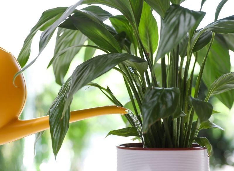 Skrzydłokwiaty można podlewać od góry lub od dołu.