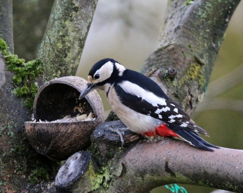 Czym zwabić dzięcioły do karmnika? Zostaw więcej, w zimie to ich ulubiony pokarm