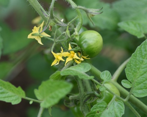 Nawożenie pomidorów podczas kwitnięcia. Czym nawozić kwitnące pomidory?