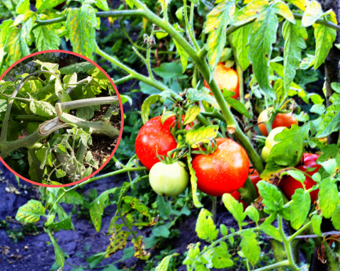 Jak prawidłowo wiązać pomidory? Wielu ogrodników popełnia duży błąd