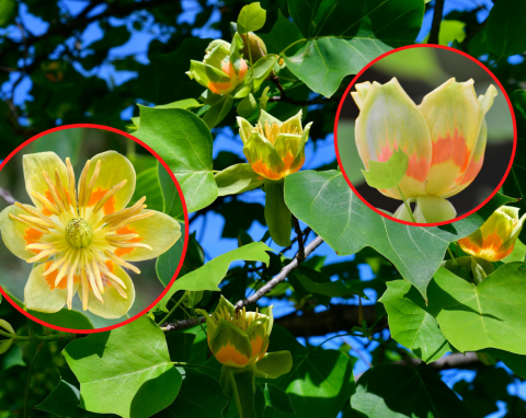 Przepięknie kwitnie podczas upałów. Jak uprawiać i pielęgnować tulipanowiec amerykański?