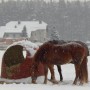 Leśne klimaty, OTULĘ CIĘ  :)