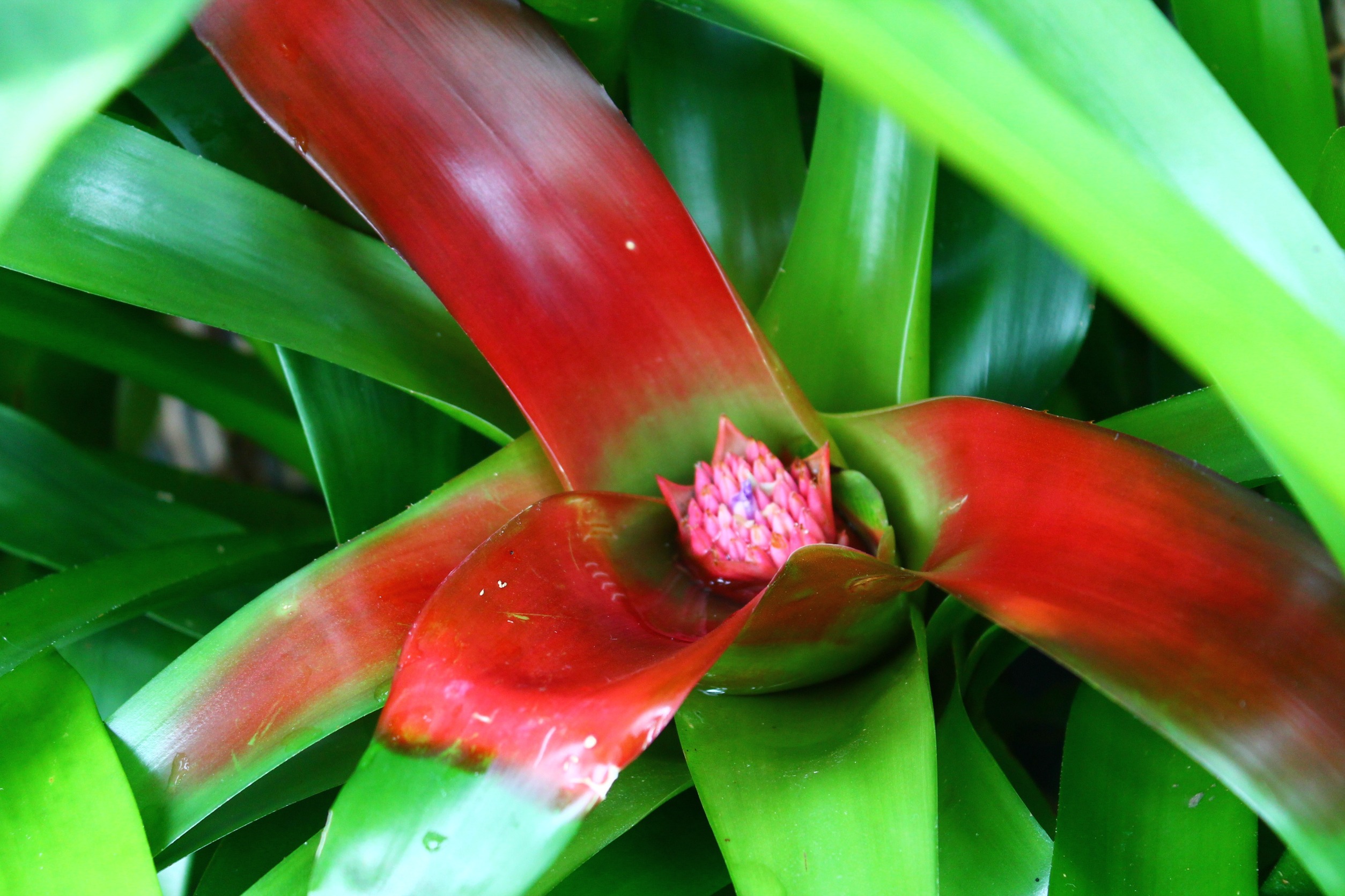  Nawet kilkuletnia bromelia zakwitnie. Przygotuj jej specjalny okład