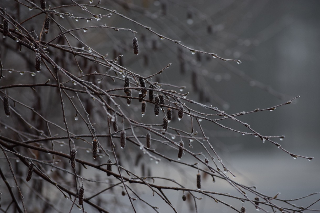 Leśne klimaty, WINTER ART ...