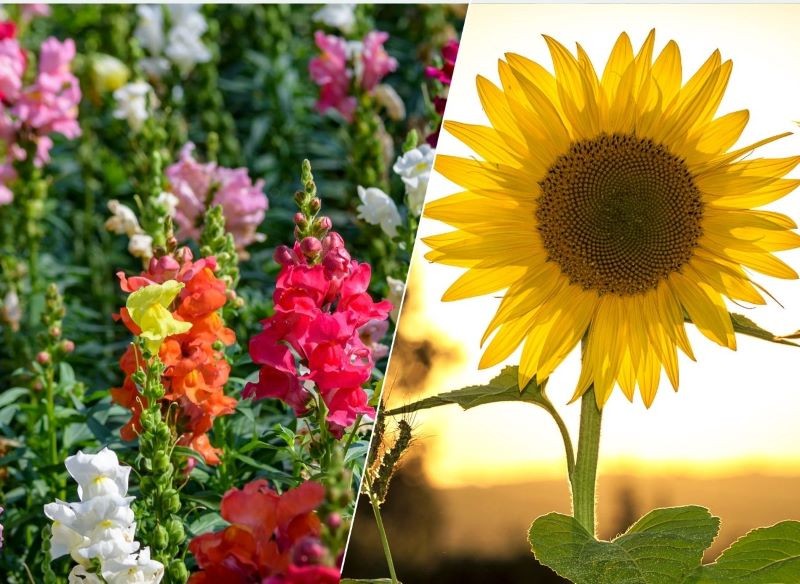 Lwie paszcze wysiejmy do gruntu w kwietniu, a słoneczniki w maju.