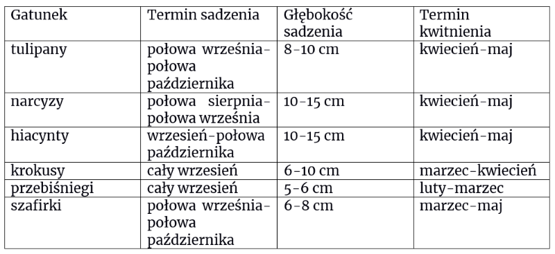 jakie kwiaty cebulowe sadzimy jesienią