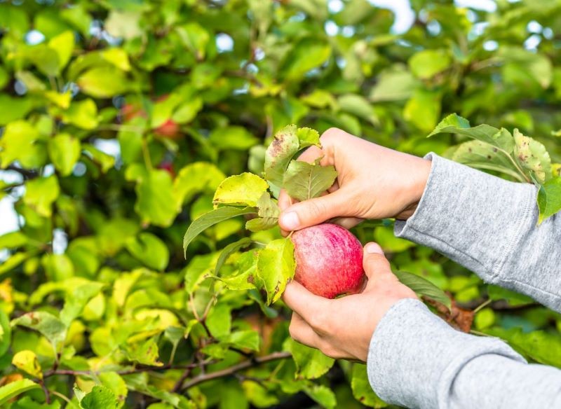 Dobrze przeprowadzone wapnowanie poprawia jakość plonów.