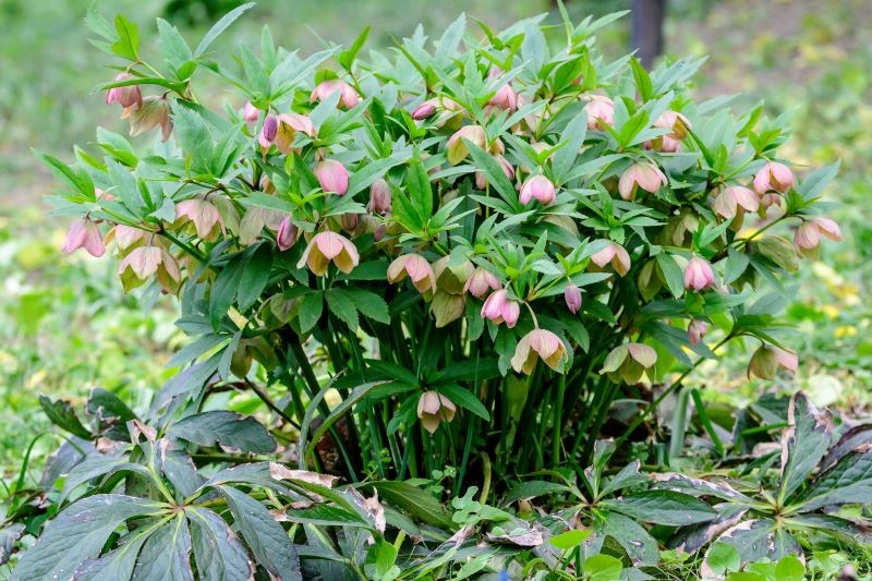 Poznaj sposoby na bujne kwitnienie ciemierników.