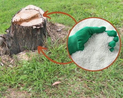 Jak usunąć pień po ściętym drzewie i przyspieszyć jego gnicie? Najskuteczniejsze metody
