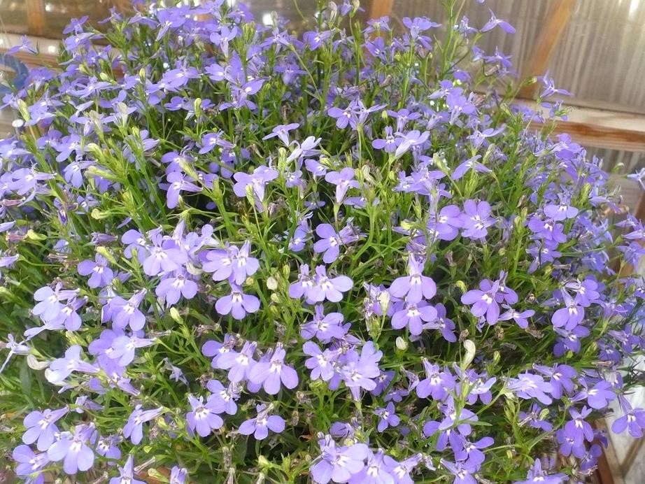 Pozostałe, Letnie klimaty............ - ................lobelia...............