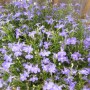 Pozostałe, Letnie klimaty............ - ................lobelia...............