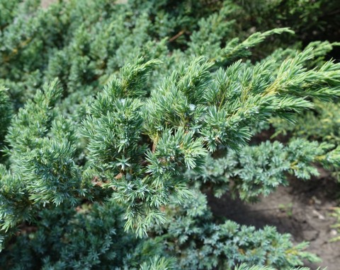 Atrakcyjna i najbardziej poszukiwana przez ogrodników odmiana. Jałowiec łuskowaty – wymagania i zastosowanie