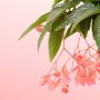 Dekoracje, Przepiękna odmiana begonii - Begonia maculata pink