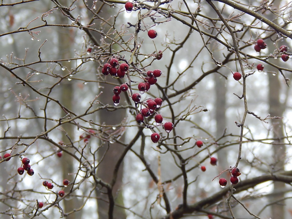 Leśne klimaty, WINTER ART ...